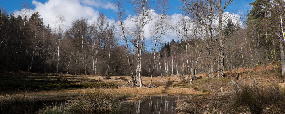 Sumpfiges Wasser zwischen Bäumen und Gräsern am Olfener Moor