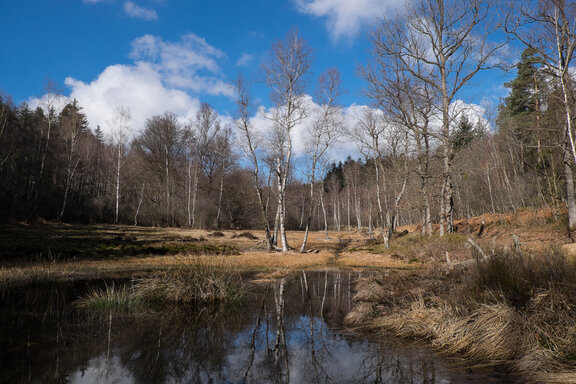 Sumpfiges Wasser zwischen Bäumen und Gräsern am Olfener Moor