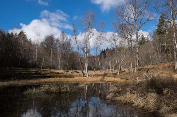 Sumpfiges Wasser zwischen Bäumen und Gräsern am Olfener Moor