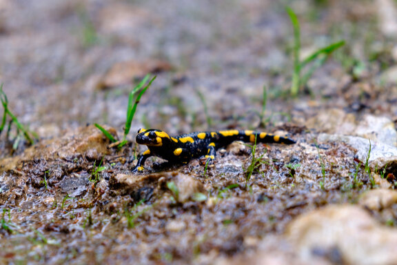 A fire salamander on a forest road on the Soonwaldsteig trail