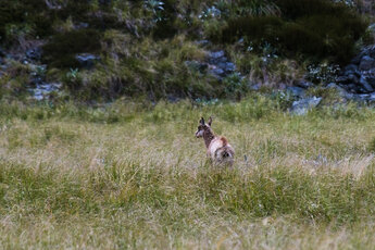 Chamois in high grass