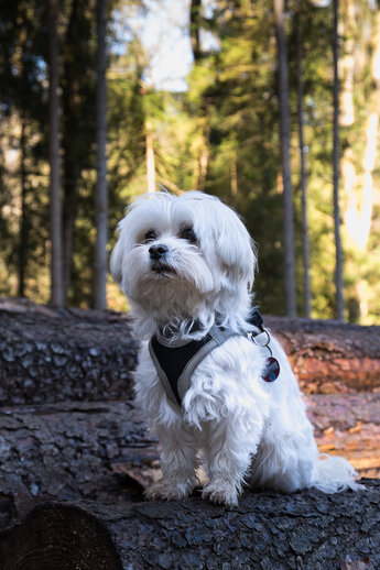 Malteserhund sitzt auf einem Stapel Baumstämme