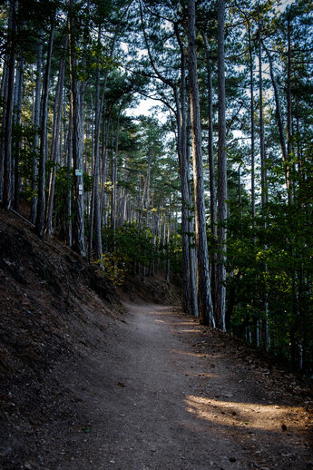 Wanderweg durch einen Kiefernwald auf der TourNatur