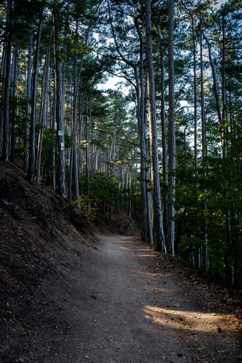 Path through pine forest on the TourNatur
