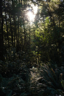 Blick in den Wald Neuseelands mit Farn