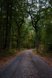 Forststraße im Wald, eingerahmt von heruntergefallenen herbstlich bunten Blättern.