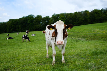 Eine Kuh auf einer Weide bei Espenschied die in die Kamera starrt