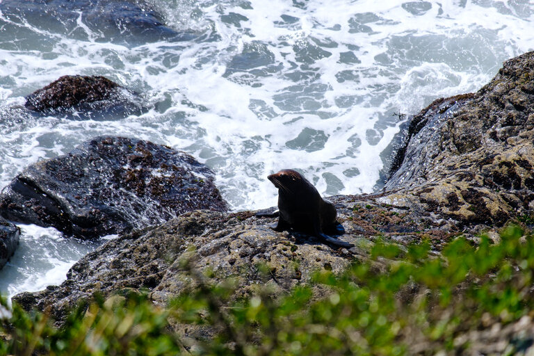 A new zealand fur seal on a rock at Cape Foulwind