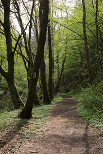 Breiterer Weg durch den Wald in der Baybachklamm
