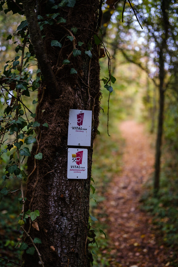 Tree with trailmarkers for the 'VitalTour Lemberg'