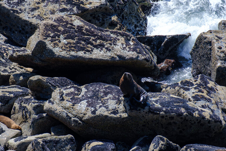A seal on a rock at Cape Foulwind