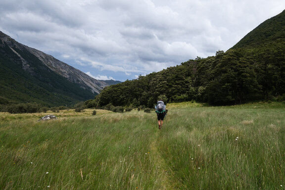 Hiker in high grass in the Waiau Valley