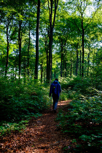 A female hiker with backpack walking on a narrow forest trail in the Soonwald