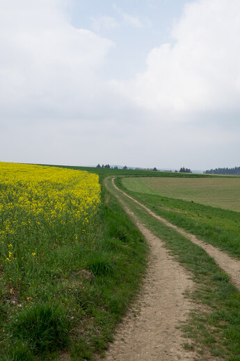 Green fields on the Hunsrück Plateau