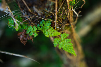 Detail image of fern