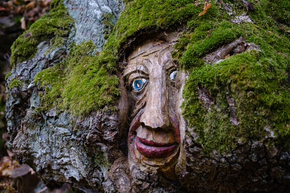 Ein in einen Baum geschnitzer Kopf, umrahmt von Moos, einer von vielen 'Lemberg Geistern' auf dem Lemberg