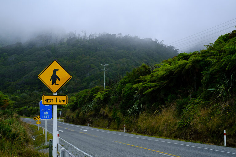 A yellow sign with a penguin to warn drivers that penguins might be crossing the road