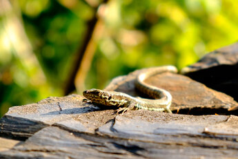 A lizard sunbathing on a stone near the Schmidtburg